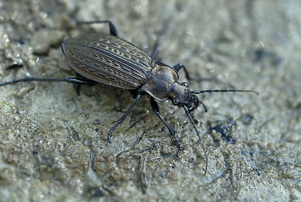 Körniger Laufkäfer (Carabus granulatus)