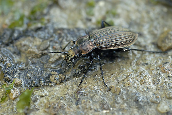 Körniger Laufkäfer (Carabus granulatus)