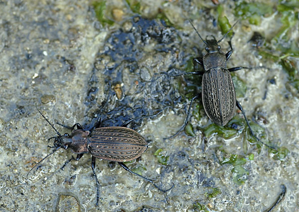 Körniger Laufkäfer (Carabus granulatus)