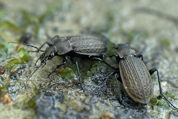 Körniger Laufkäfer (Carabus granulatus)