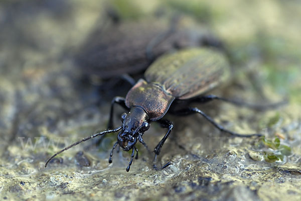 Körniger Laufkäfer (Carabus granulatus)