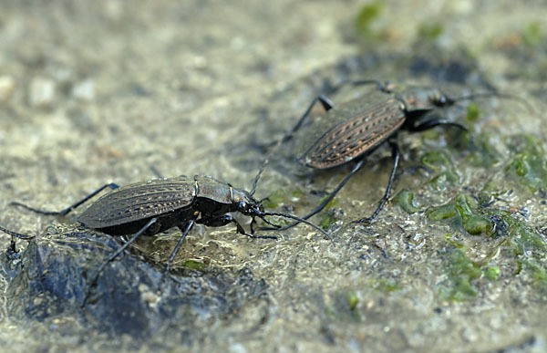 Körniger Laufkäfer (Carabus granulatus)