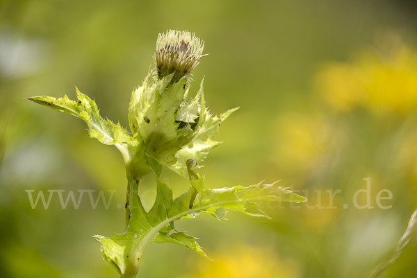 Kohl-Kratzdistel (Cirsium oleraceum)