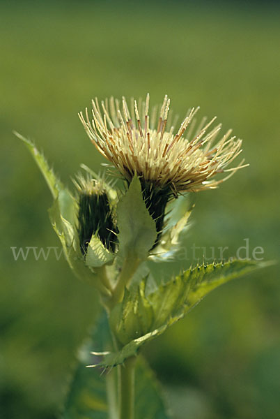 Kohl-Kratzdistel (Cirsium oleraceum)