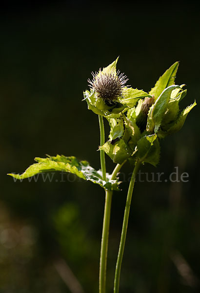 Kohl-Kratzdistel (Cirsium oleraceum)