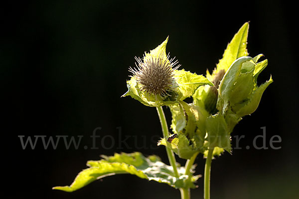 Kohl-Kratzdistel (Cirsium oleraceum)