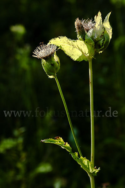 Kohl-Kratzdistel (Cirsium oleraceum)