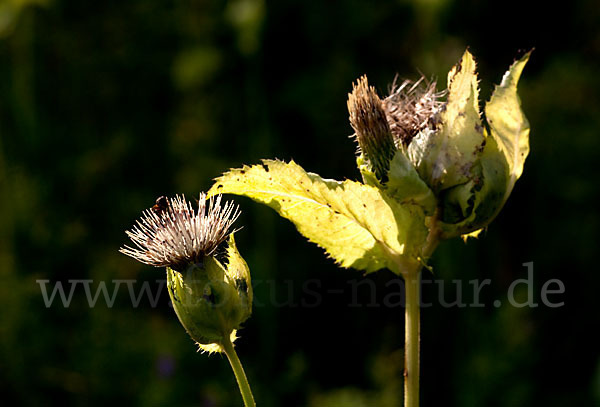 Kohl-Kratzdistel (Cirsium oleraceum)