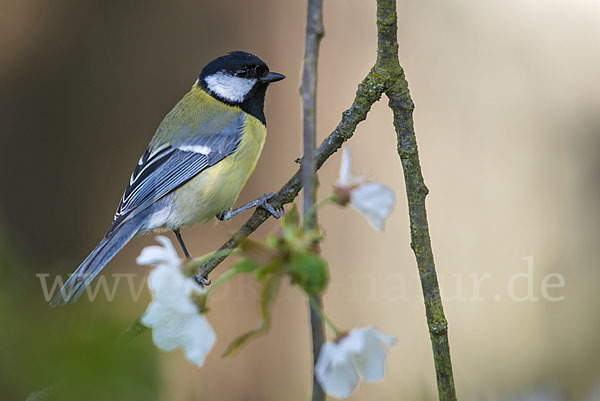 Kohlmeise (Parus major)