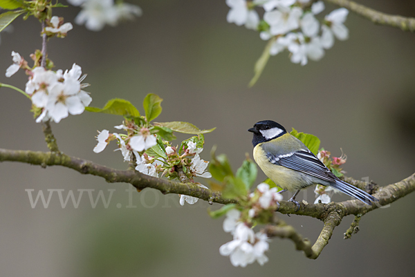 Kohlmeise (Parus major)