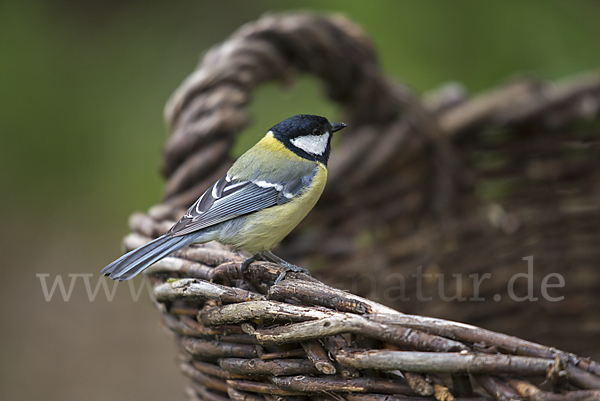 Kohlmeise (Parus major)