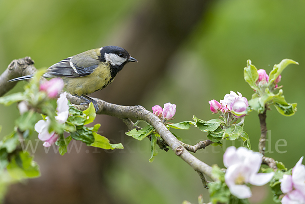 Kohlmeise (Parus major)