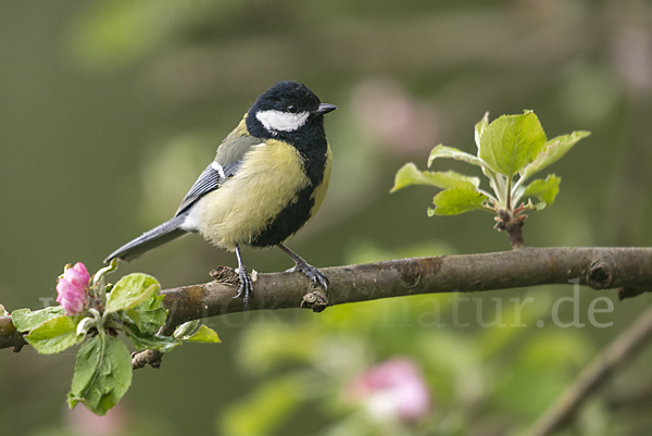 Kohlmeise (Parus major)