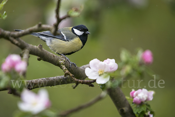 Kohlmeise (Parus major)