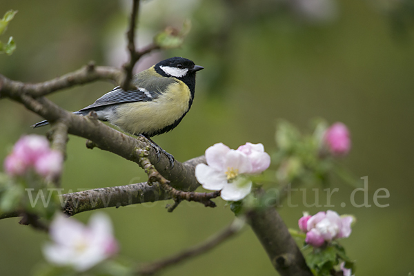 Kohlmeise (Parus major)