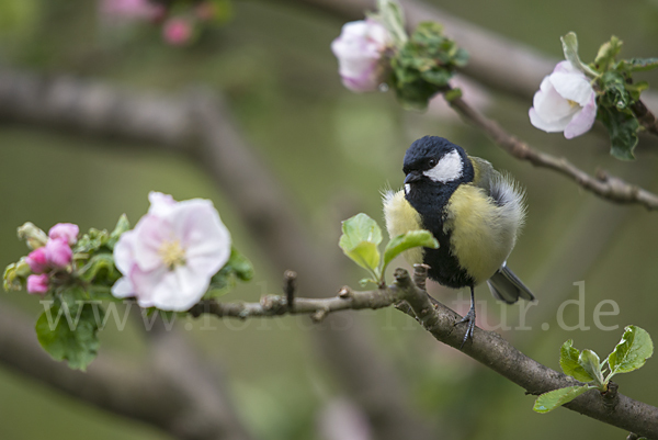 Kohlmeise (Parus major)