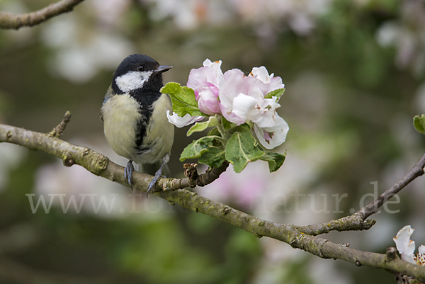 Kohlmeise (Parus major)