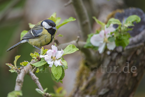 Kohlmeise (Parus major)