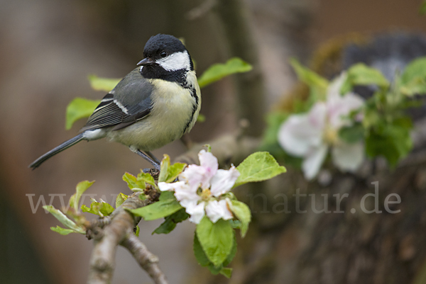 Kohlmeise (Parus major)