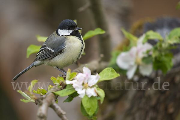 Kohlmeise (Parus major)