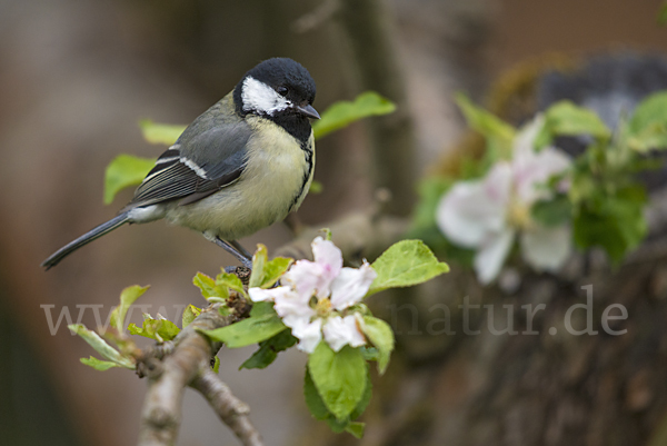 Kohlmeise (Parus major)