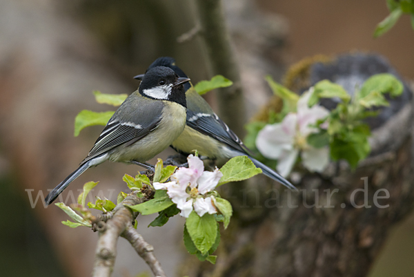 Kohlmeise (Parus major)