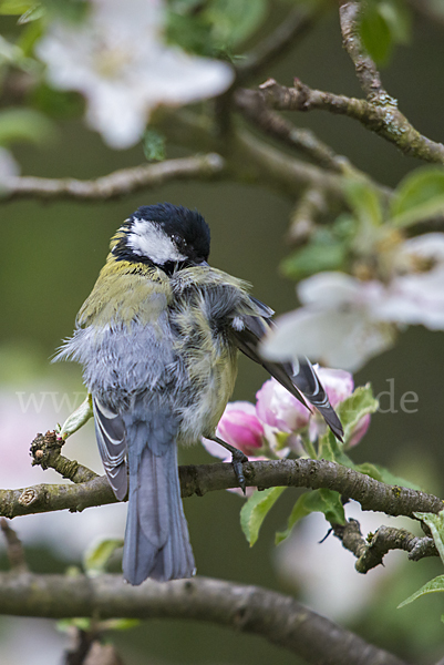 Kohlmeise (Parus major)