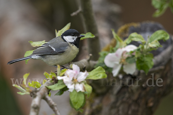 Kohlmeise (Parus major)