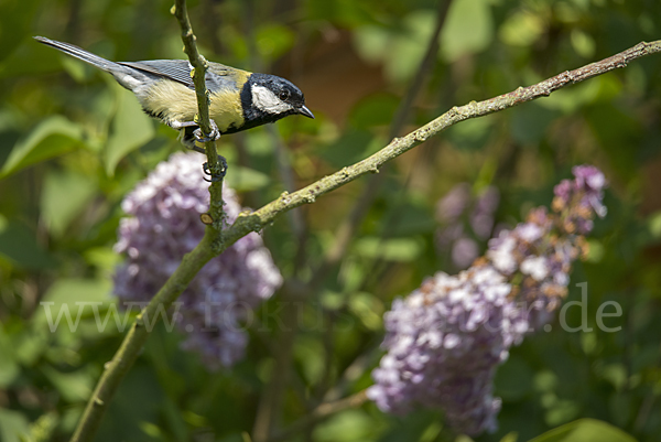 Kohlmeise (Parus major)