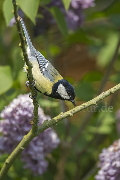 Kohlmeise (Parus major)