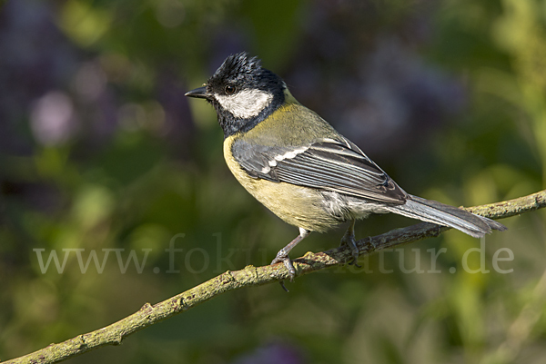 Kohlmeise (Parus major)