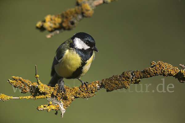 Kohlmeise (Parus major)