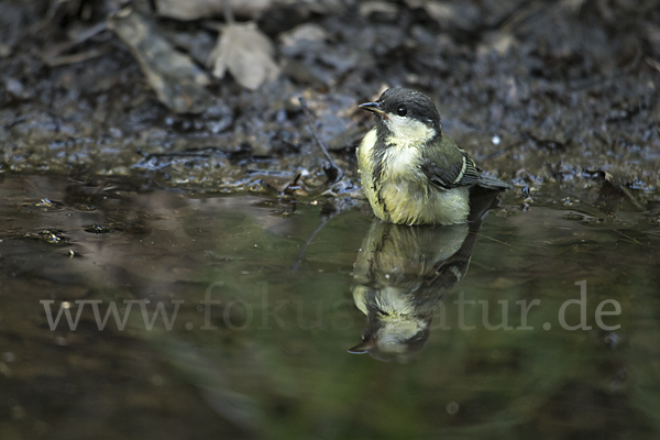 Kohlmeise (Parus major)