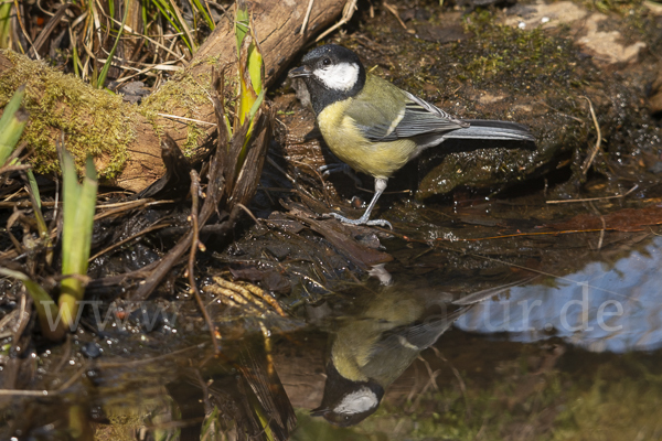 Kohlmeise (Parus major)