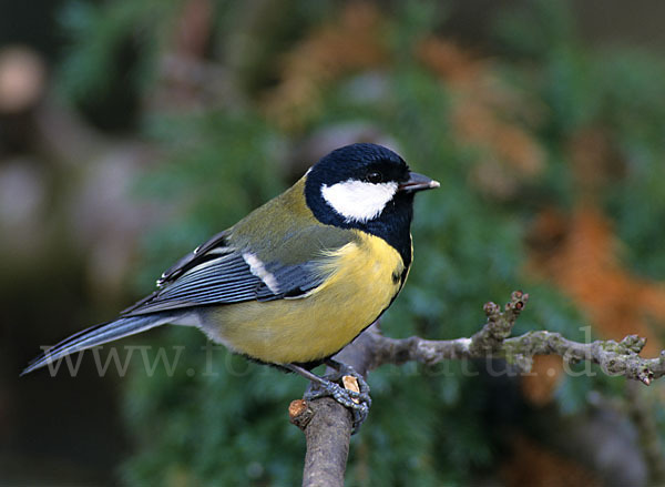 Kohlmeise (Parus major)