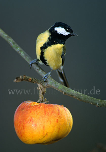 Kohlmeise (Parus major)