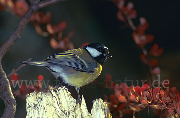 Kohlmeise (Parus major)