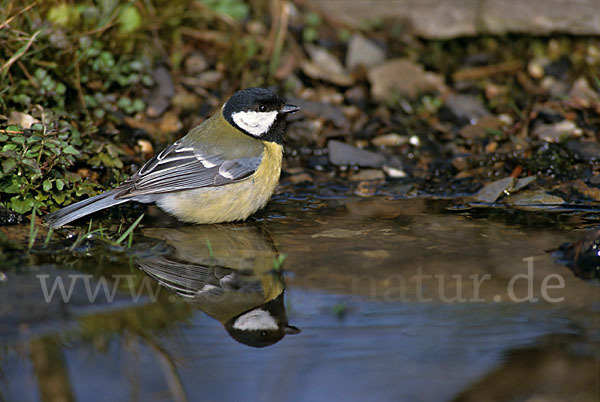 Kohlmeise (Parus major)