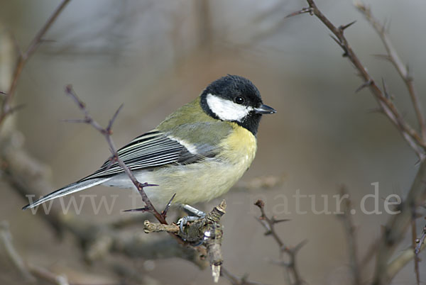 Kohlmeise (Parus major)