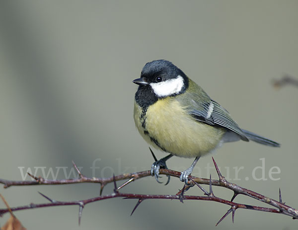 Kohlmeise (Parus major)