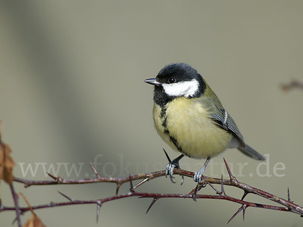 Kohlmeise (Parus major)