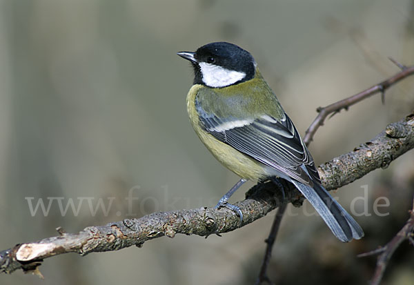 Kohlmeise (Parus major)