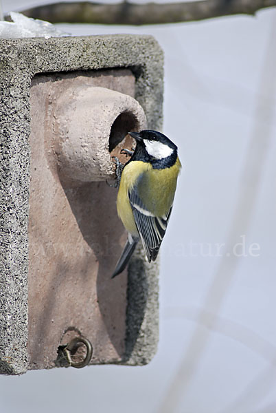 Kohlmeise (Parus major)