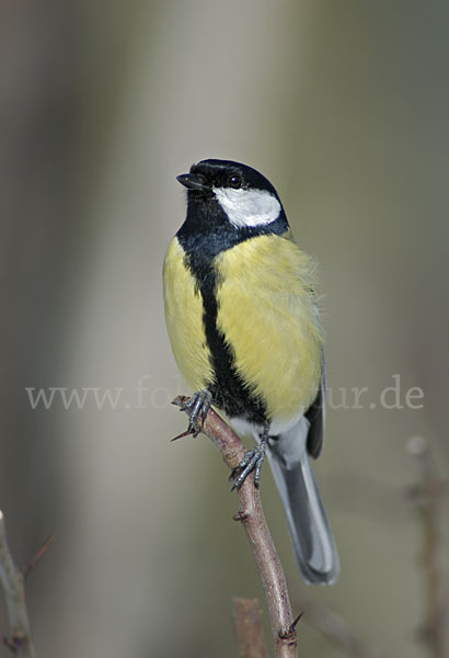 Kohlmeise (Parus major)