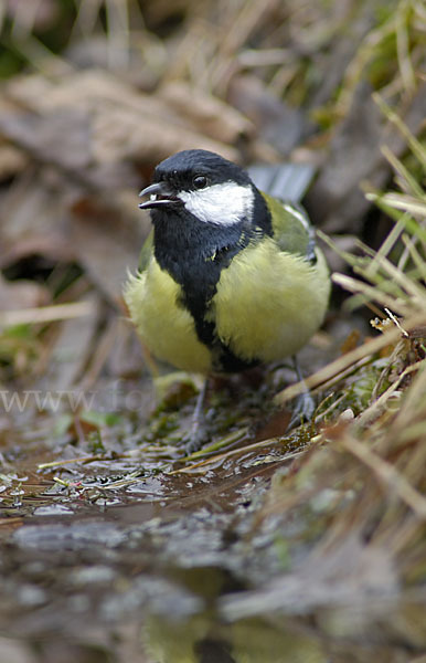 Kohlmeise (Parus major)