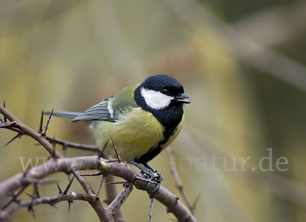 Kohlmeise (Parus major)