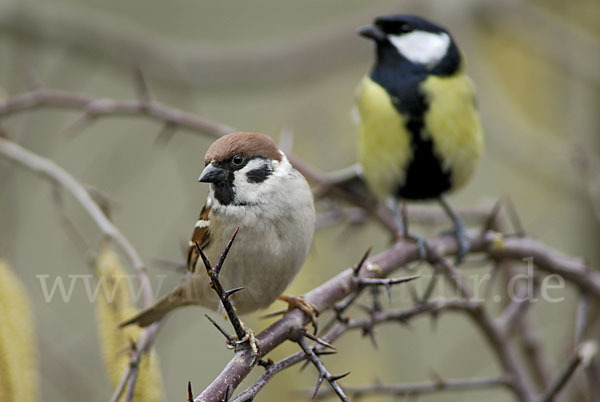 Kohlmeise (Parus major)