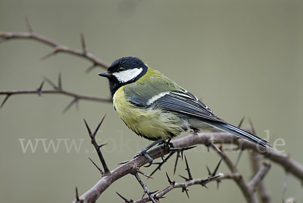 Kohlmeise (Parus major)