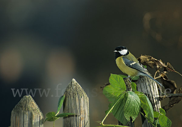 Kohlmeise (Parus major)