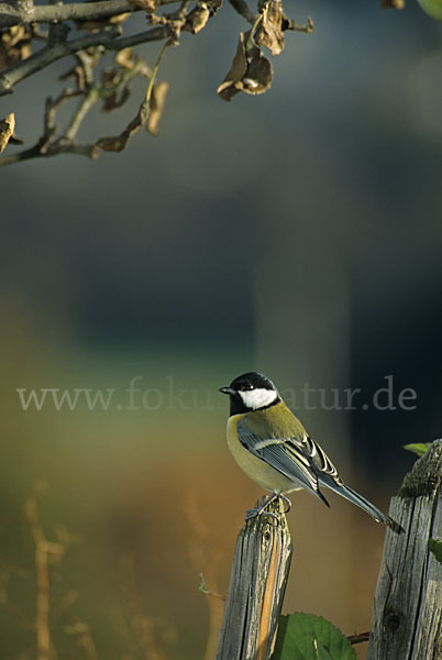 Kohlmeise (Parus major)